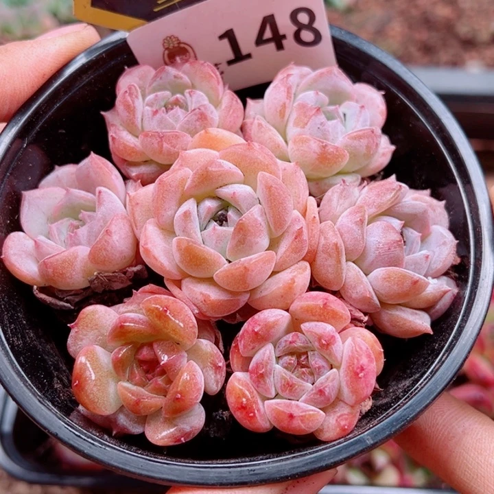 多肉植物多肉植物