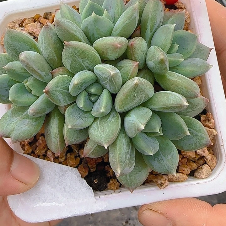 1031青柠美人多肉植物