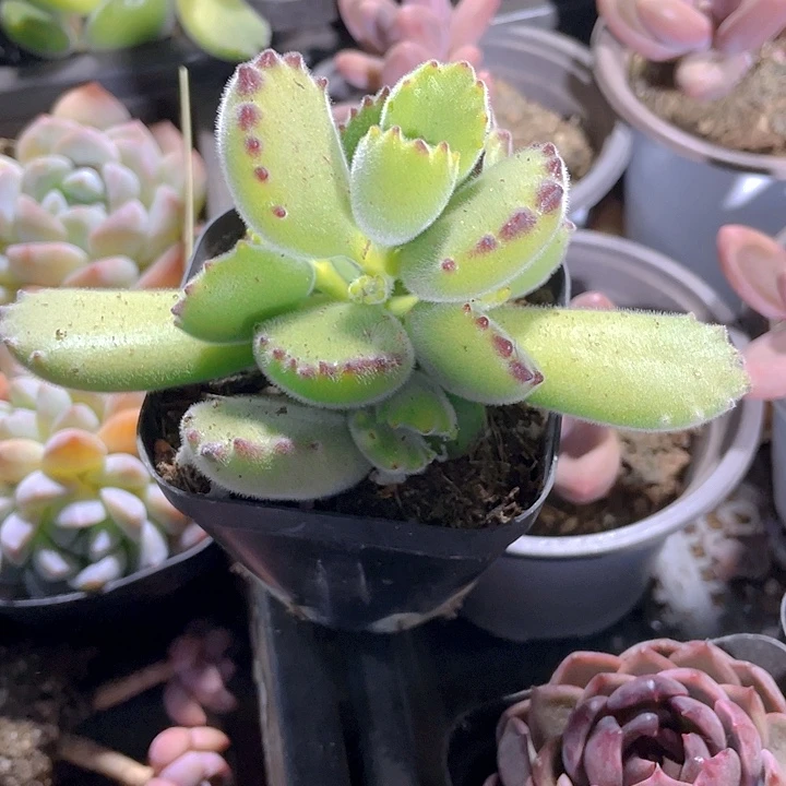 6.5方大绿熊带盆土