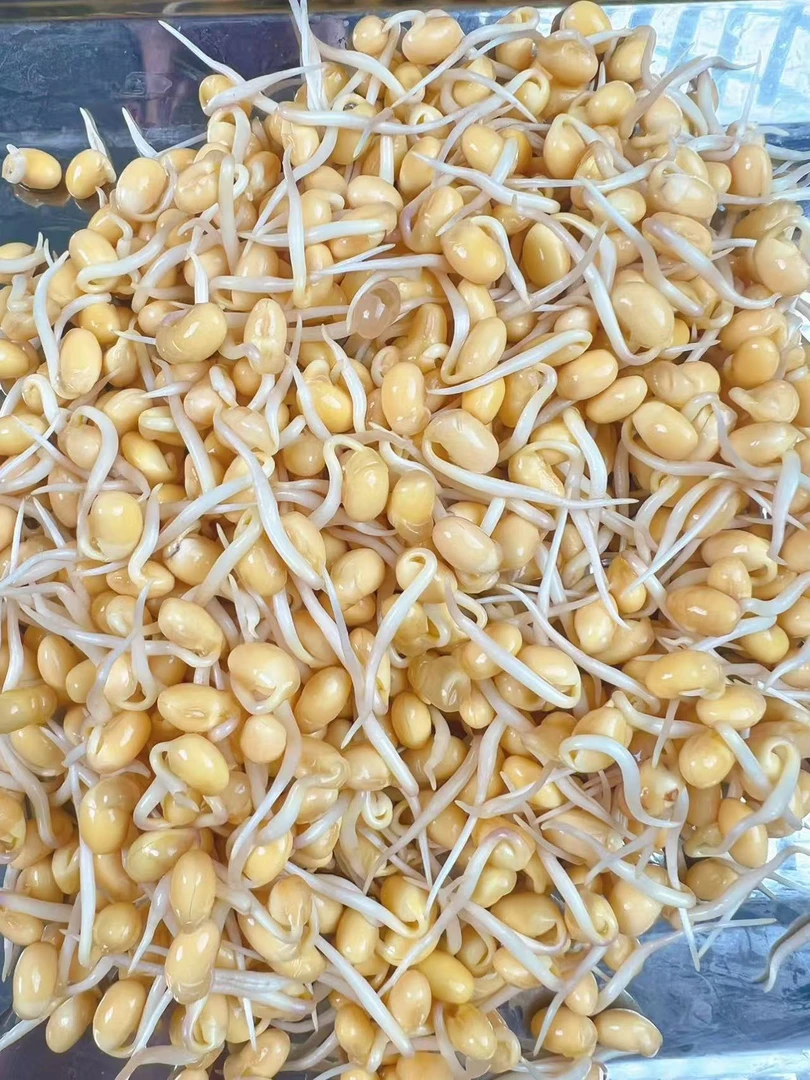 （顺丰包邮）农家自发清水小豆芽 短黄豆芽