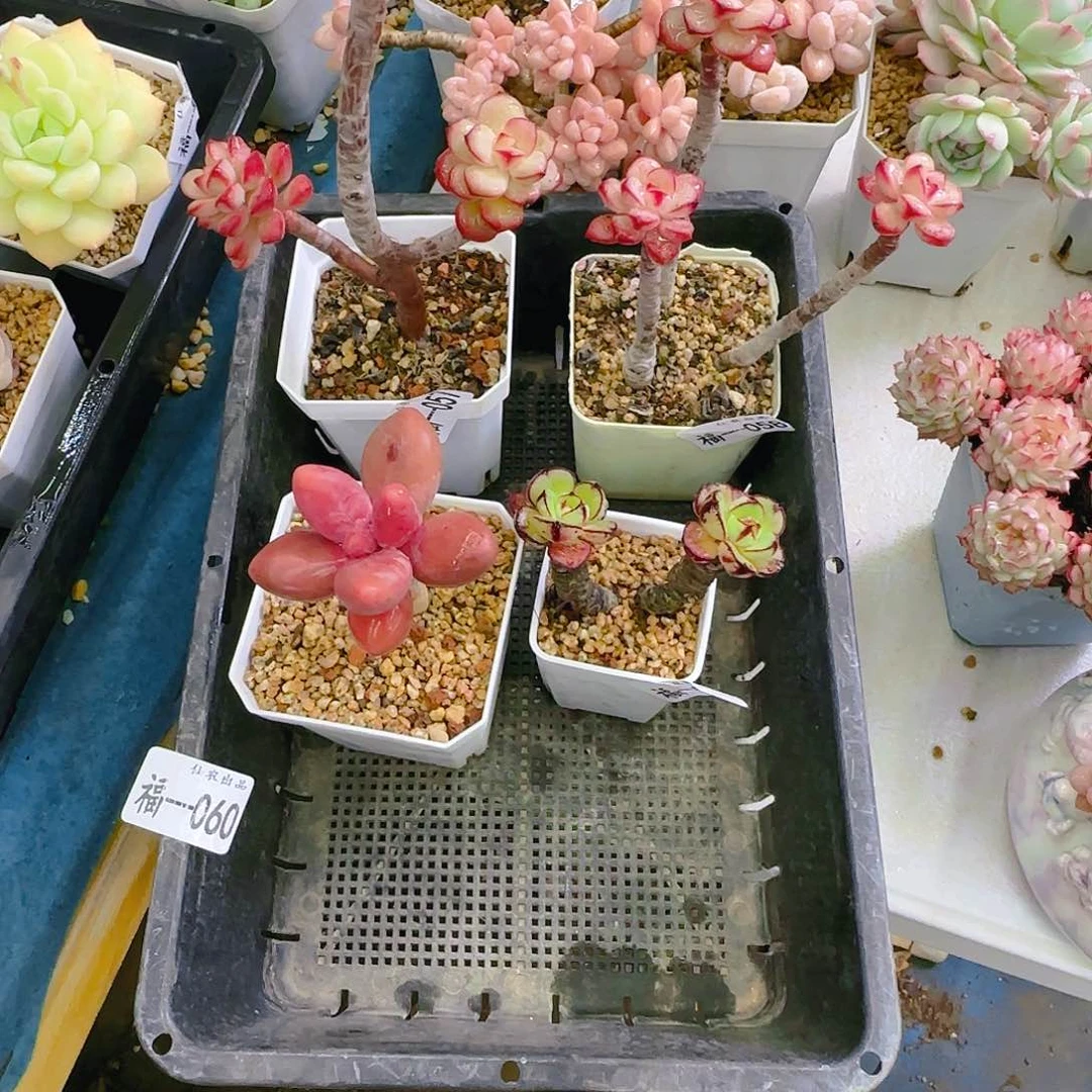 张*然四盆一起，060、仙农出品