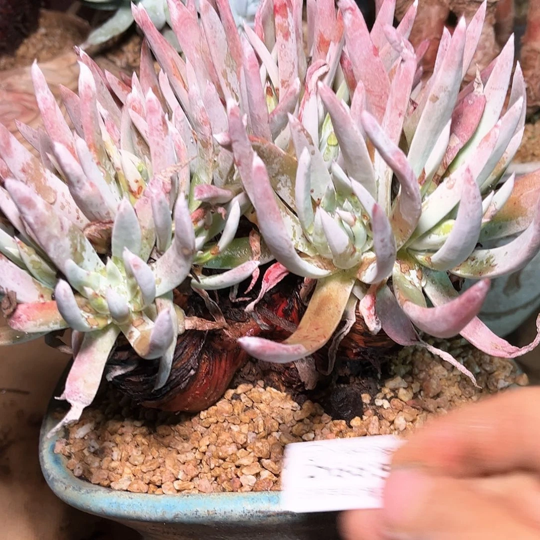 6654新零售白菊仙女杯多肉