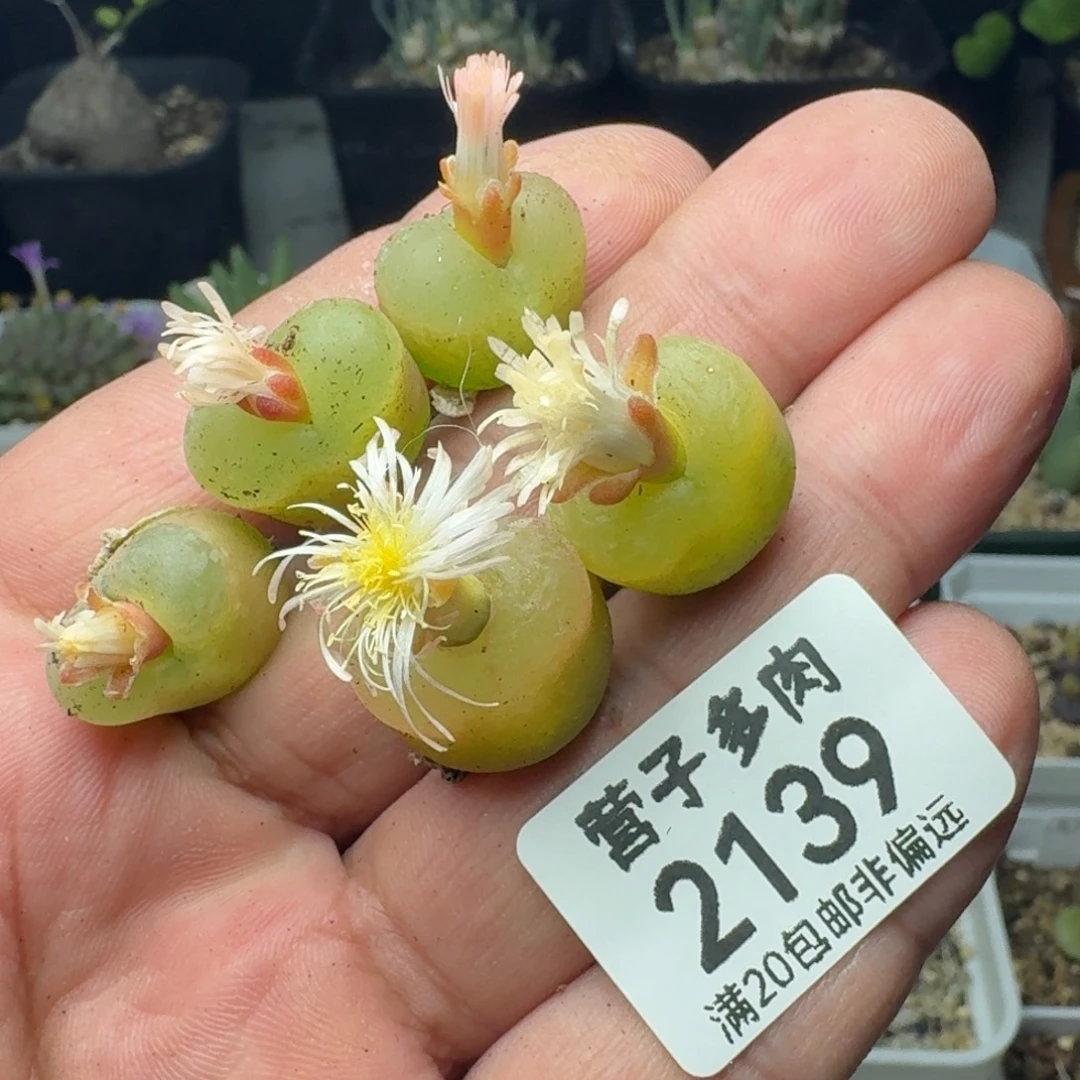冰魄。