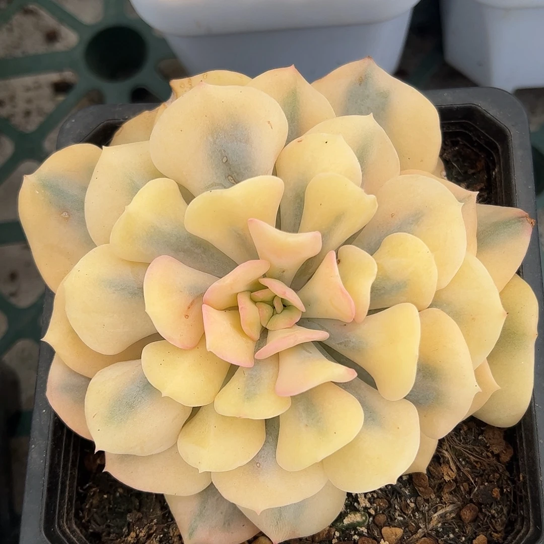 雪精灵锦 婕宝一物一拍