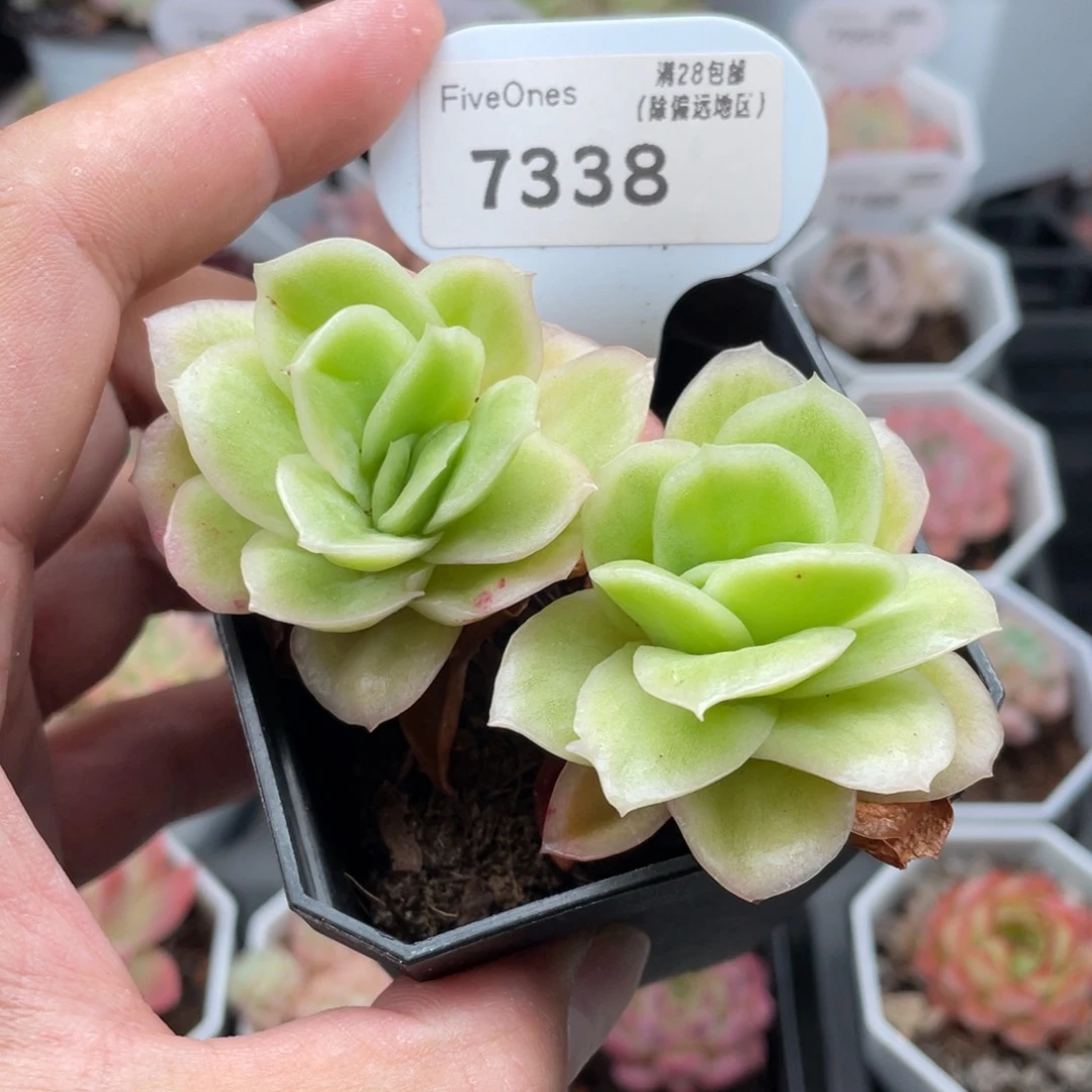 7338冰玫瑰8.5厘米