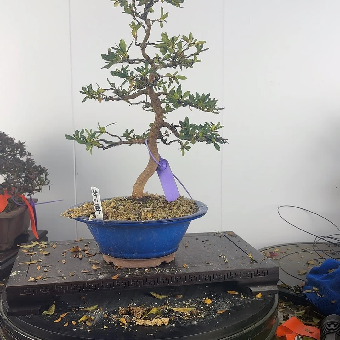 无花朵琴之舞（枝条断裂）