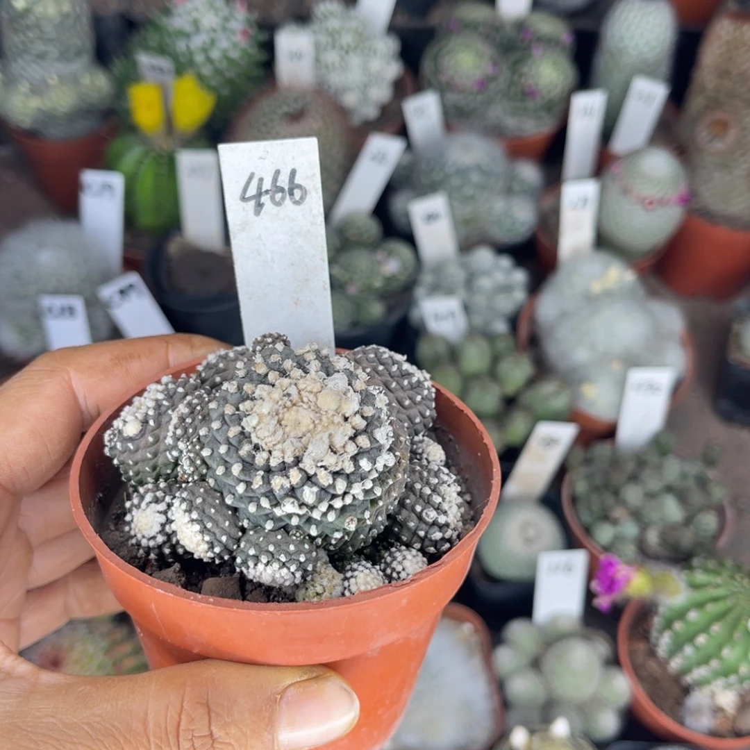 爆***巫多肉植物仙人球系列