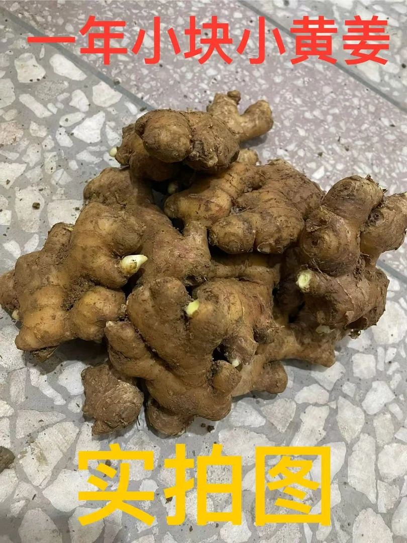 正宗云南小黄姜（一年小块姜）香辣十足批发厨房必备生姜