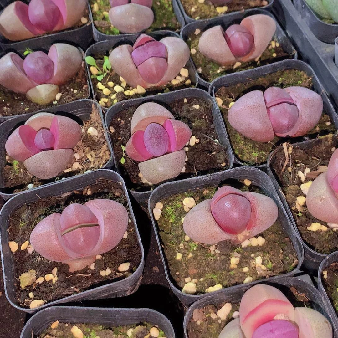 紫元宝3567899990000