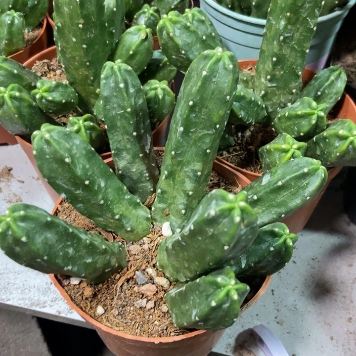 仙人球新品桃太郎一盆