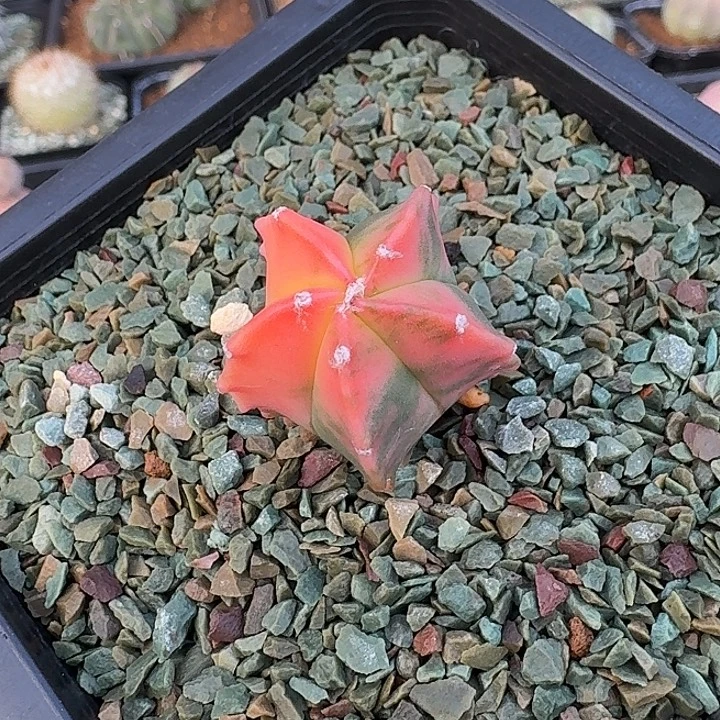 五角鸾风玉锦多肉植物