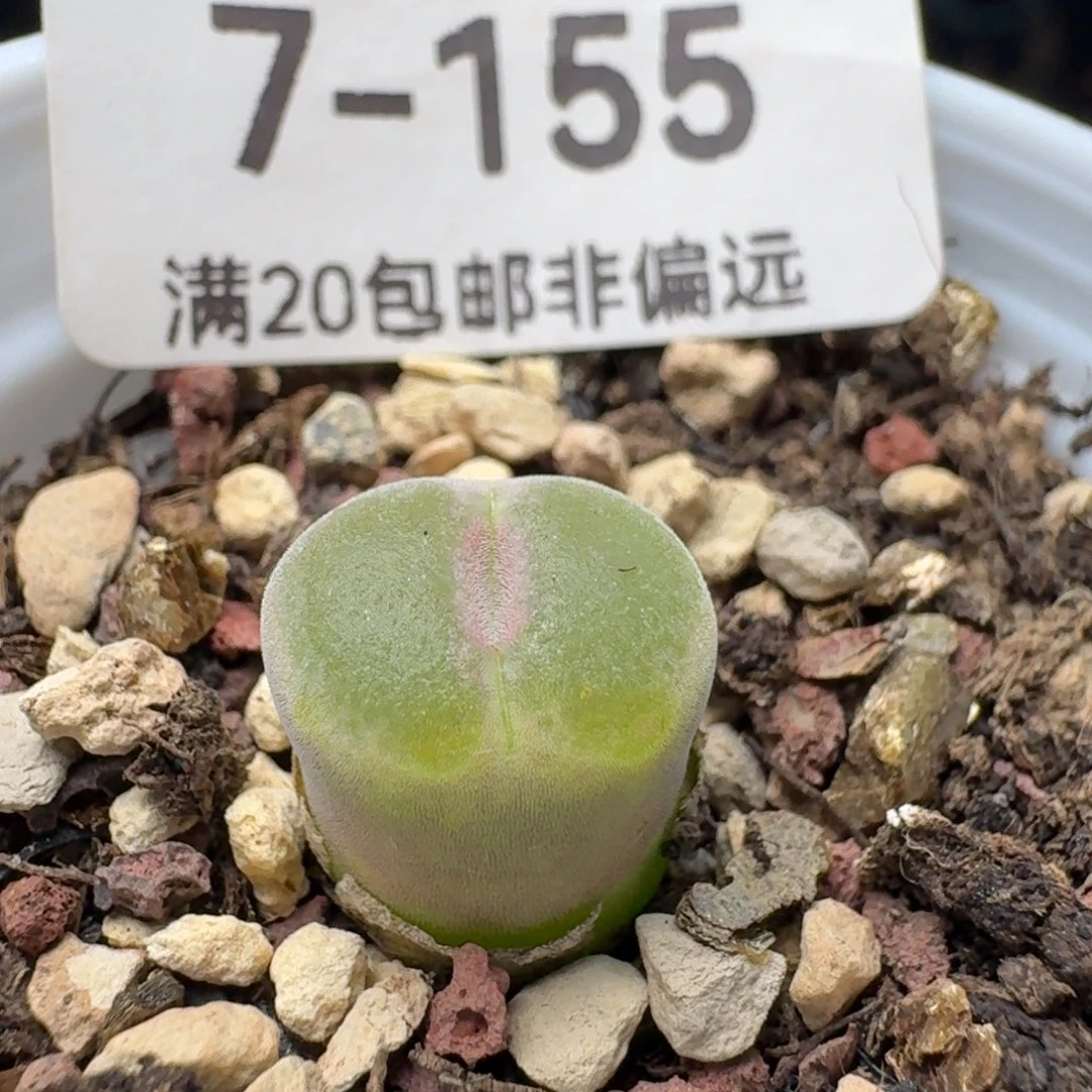 粉女带盆土。