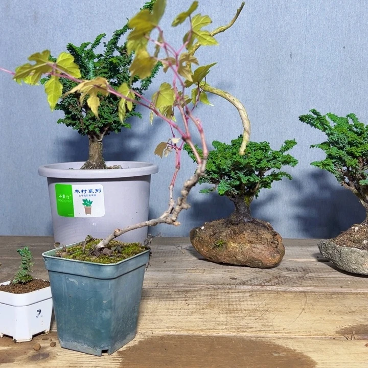 幸***门无花朵石化。