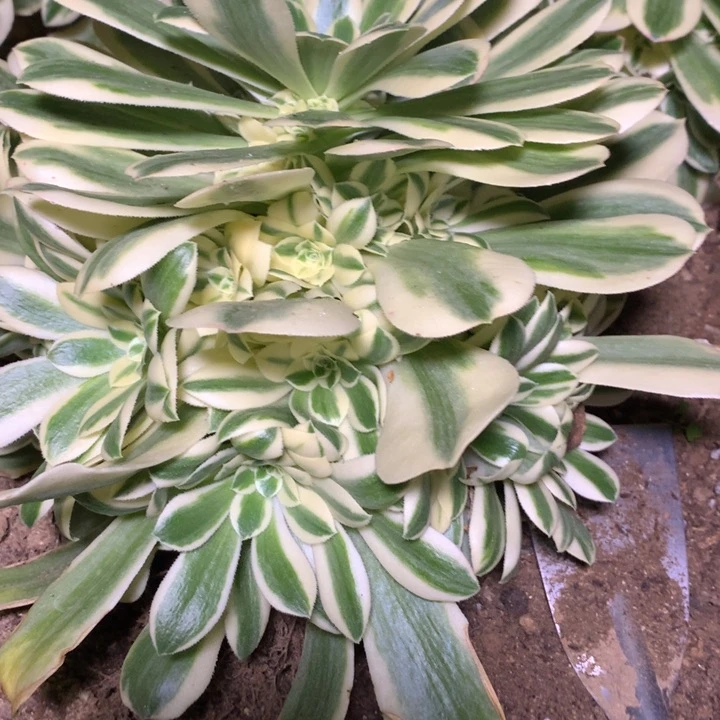 ?****?260多肉植物一物一拍