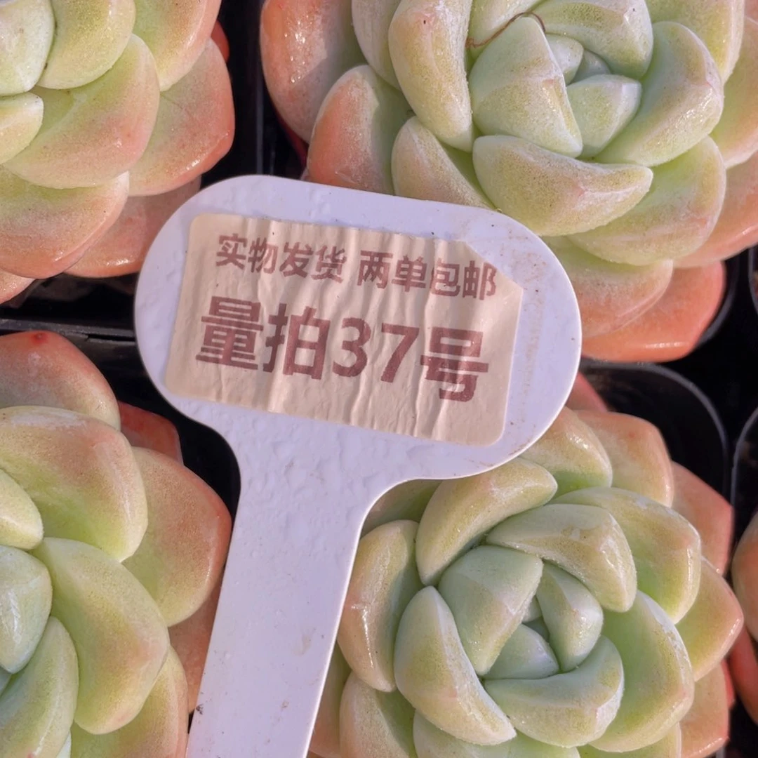 量拍37号奶油凝脂胖冰玉单头一个m