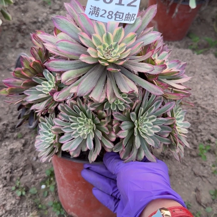 6012二号棚糖果粉黛A