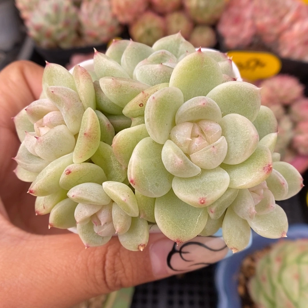 财富密码群生449号