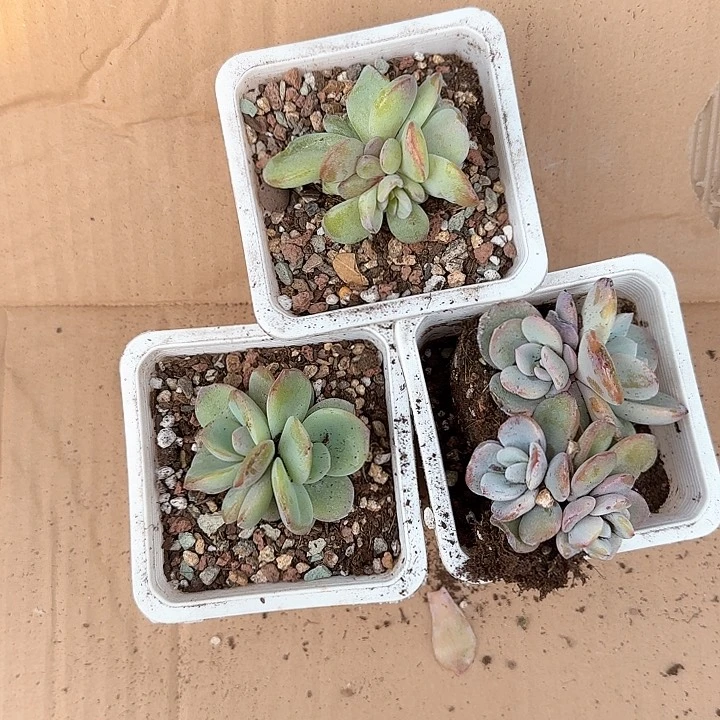 一**秋青蛙王子儿童牙膏111