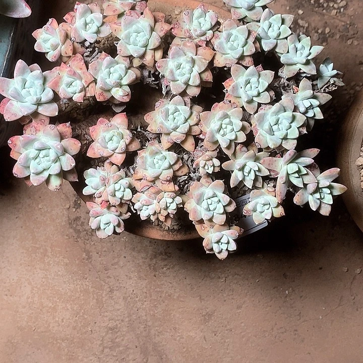 8430刘丹拇指多肉微瑕