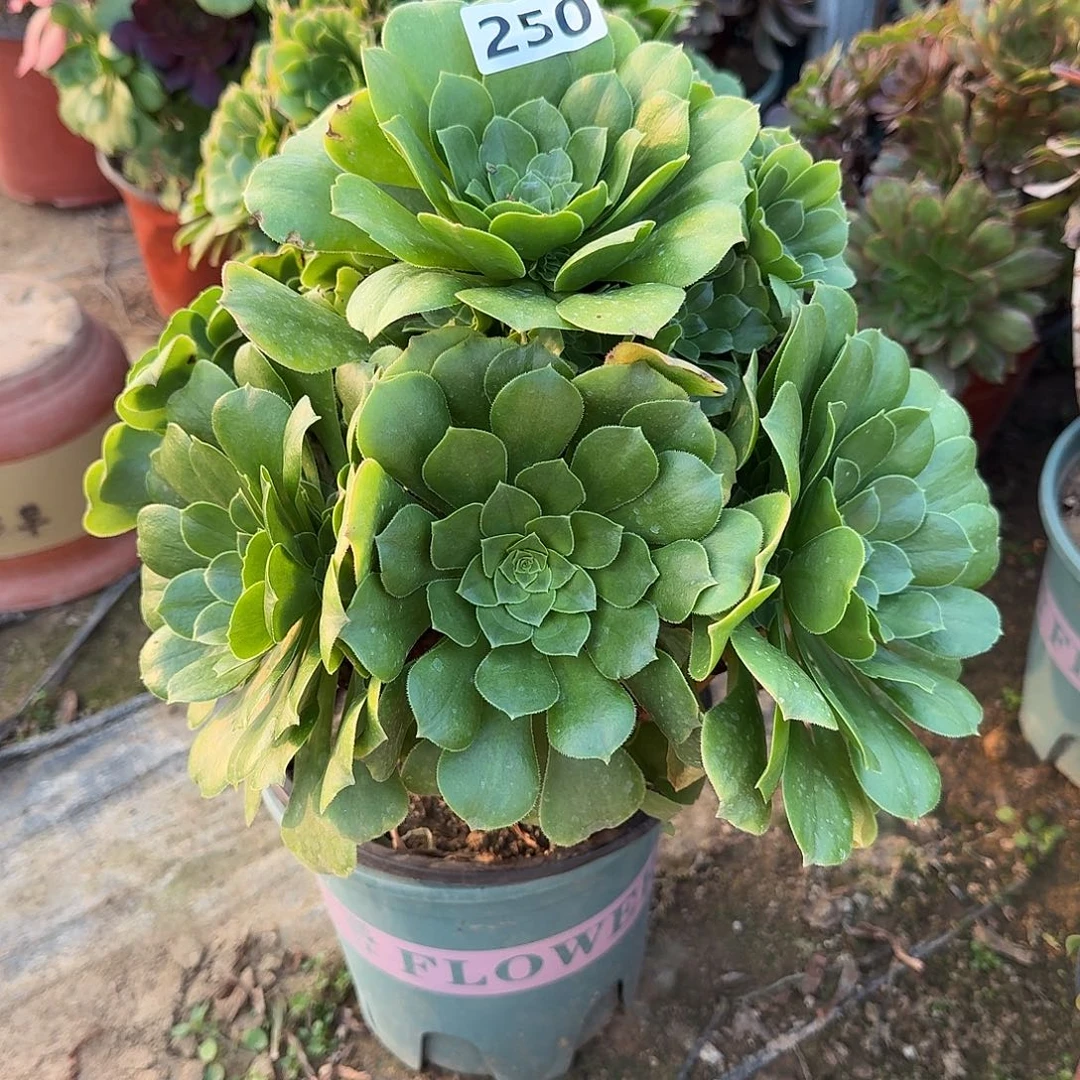 多肉植物绿羊绒250号