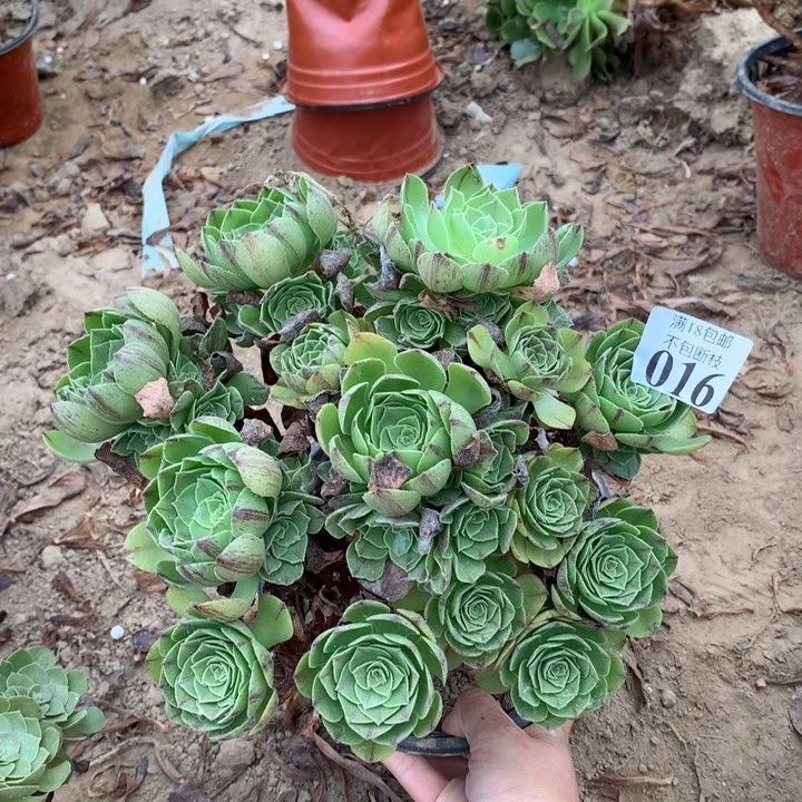 016万拉丝手捧1号