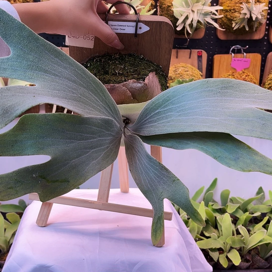 狮鹫 鹿角蕨 侧 无原牌