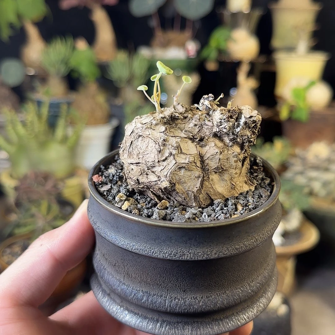 一物一拍老家一叶龟11