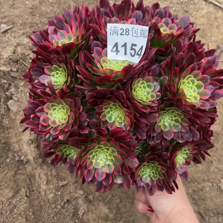 4154朝霞多肉植物