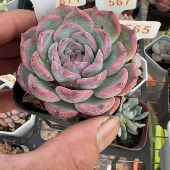 590卡洛琳一物一拍多肉