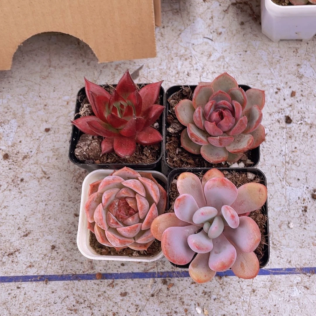 罗宾+蓝莓+梦幻泡影+粉兔