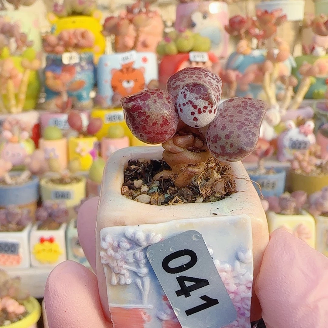 L 达摩猫耳海豹 盆口2.5cm