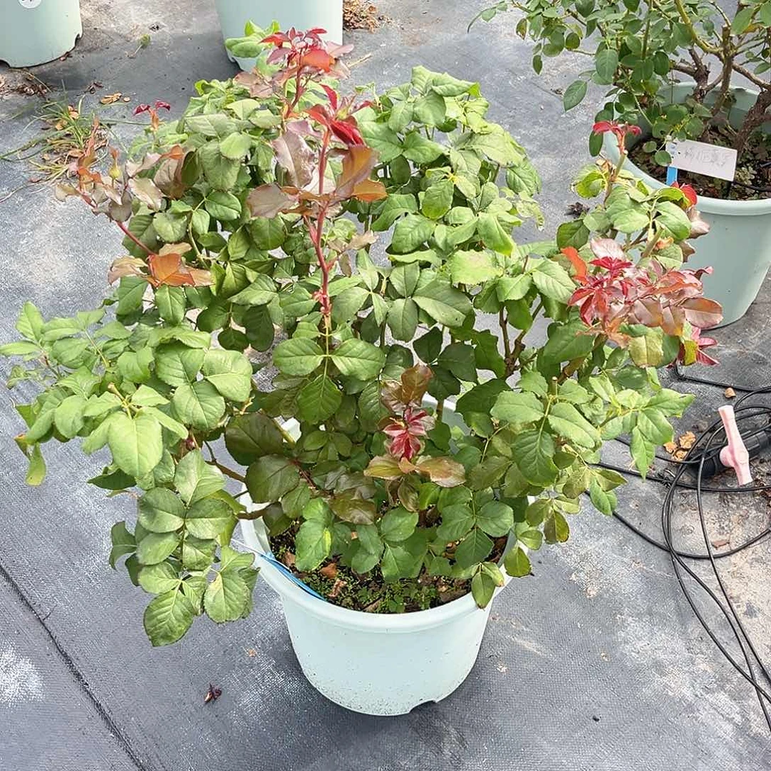 碧翠丝6加仑扦插苗