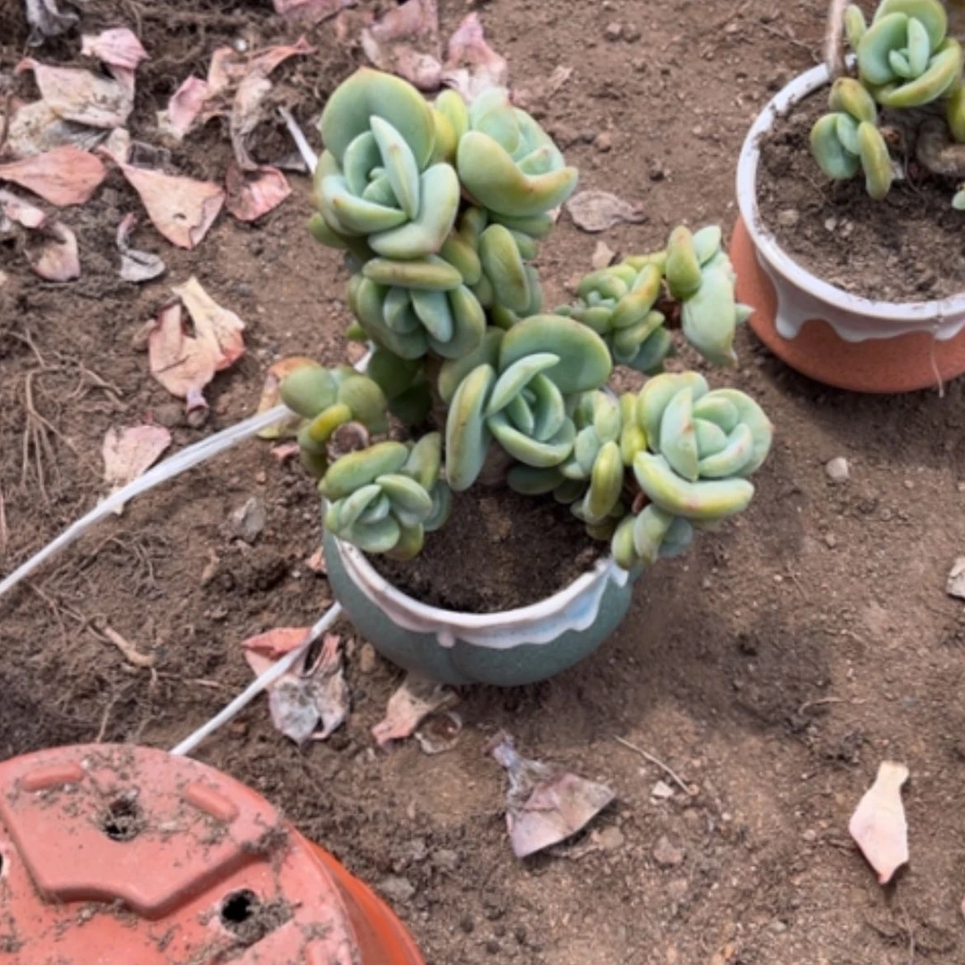 【闪购商品】无花朵彩****！凤