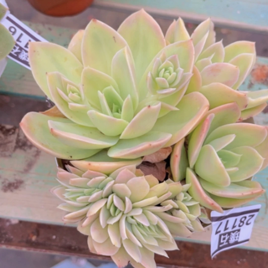 【闪购商品】星纳塔缀28117