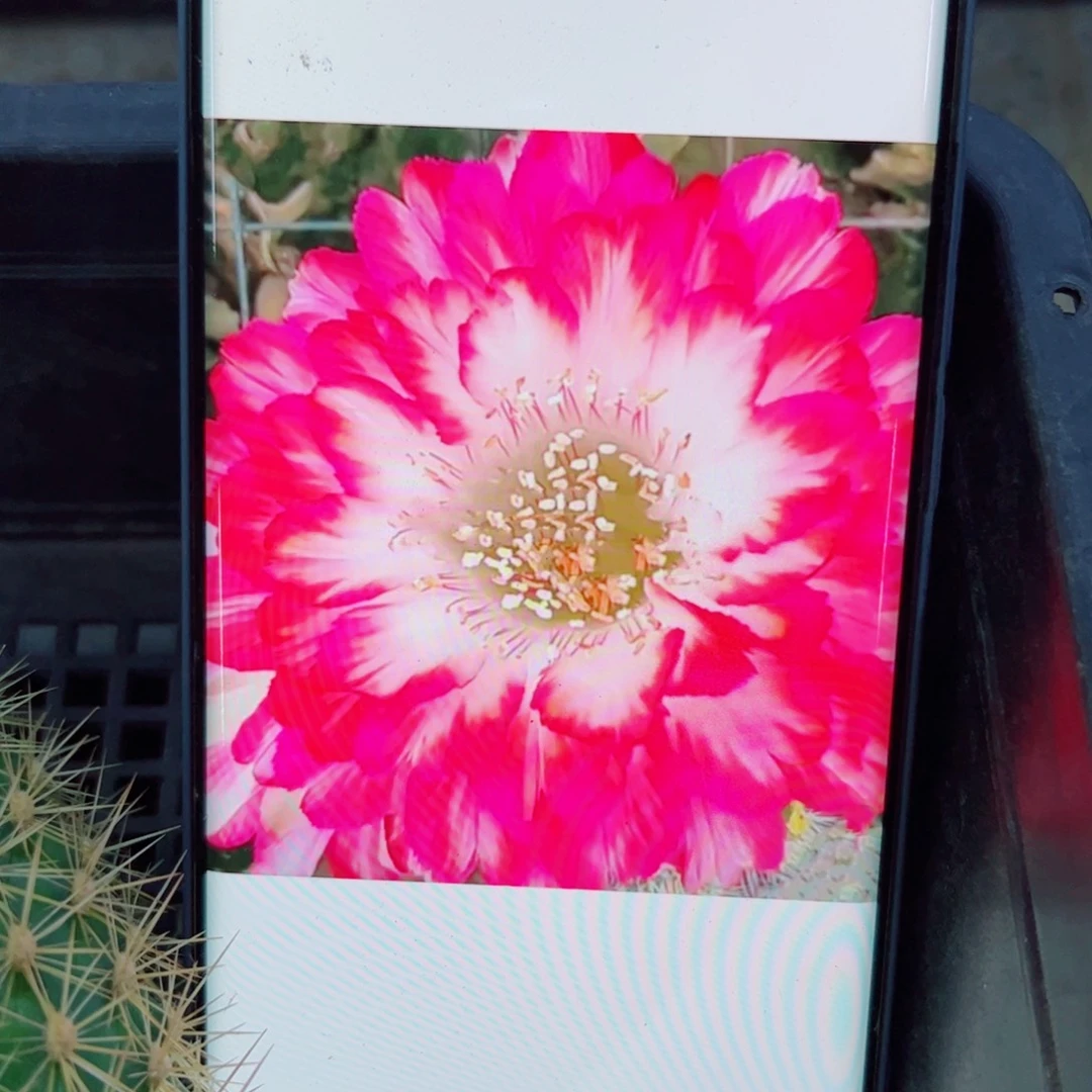 下71丽花世界小姐歪无根侧芽2公分左右20包邮