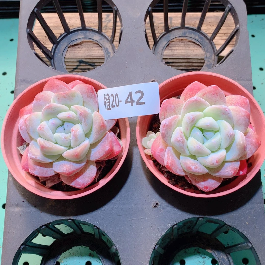 20-42一物一拍多肉带盆2颗