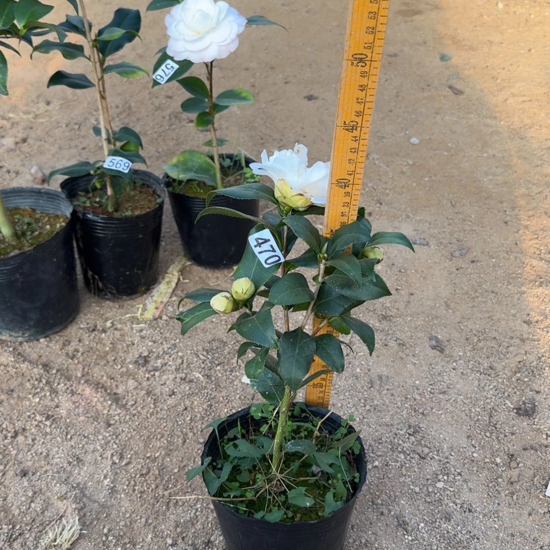 少量花朵（建议范围：2朵-5朵 或40%以下）470黄绣球