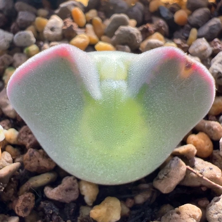 A820。青蛙种源优选三年大眼空蝉。 嘟嘟嘴。