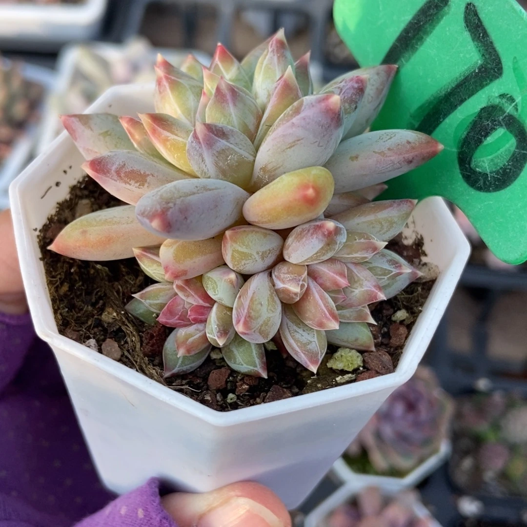 770伊丽莎白多肉植物