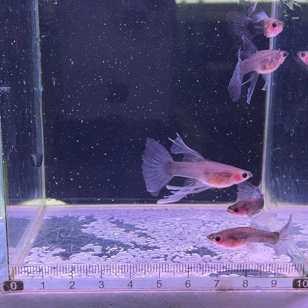 5***鹿孔雀鱼蓝礼服玻璃猫c3对