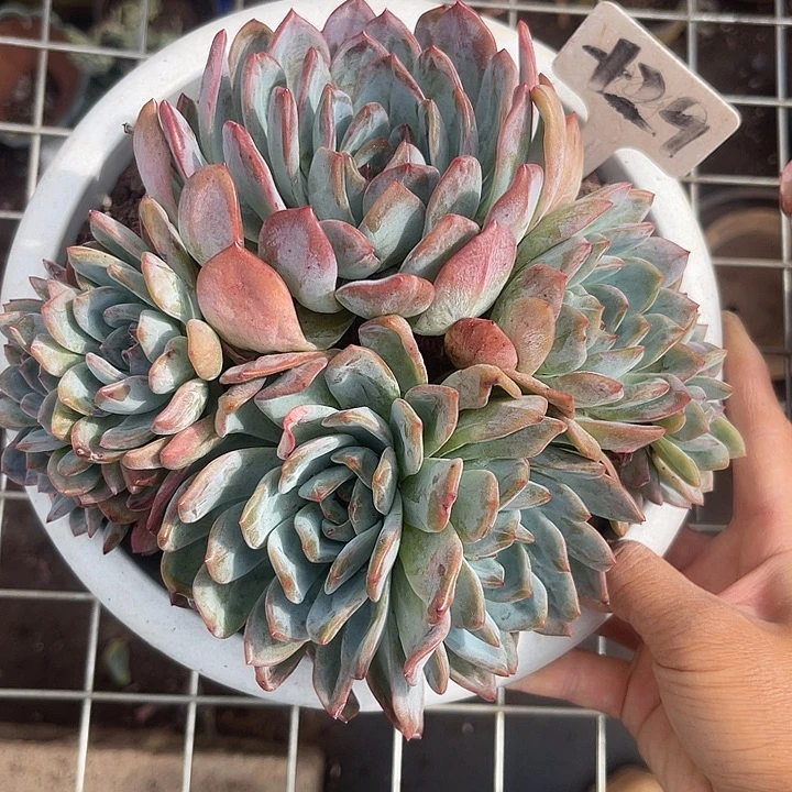 晨语多肉,一物一拍全明星29