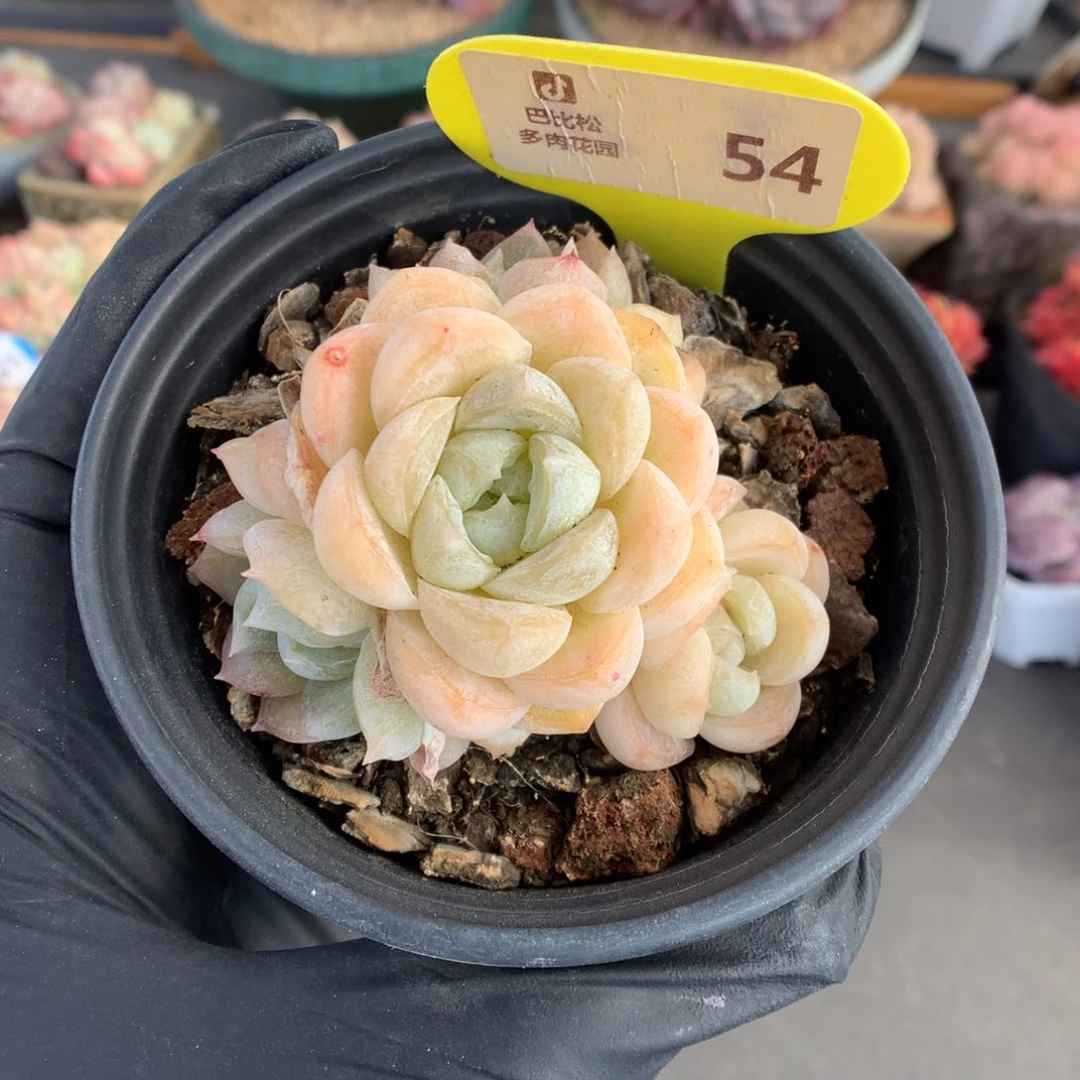 54 四头胖虎多肉多肉