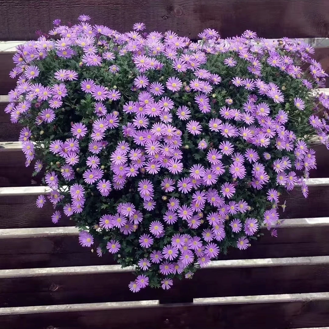 姬小菊 菊花盆栽庭院阳台爆花强花卉新手易养护
