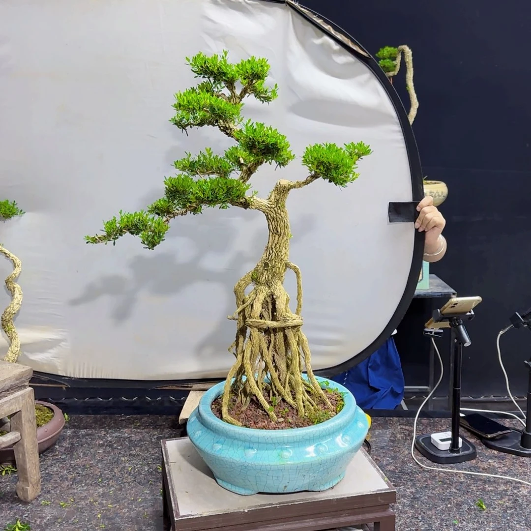 当前无花朵，栽培后可花朵