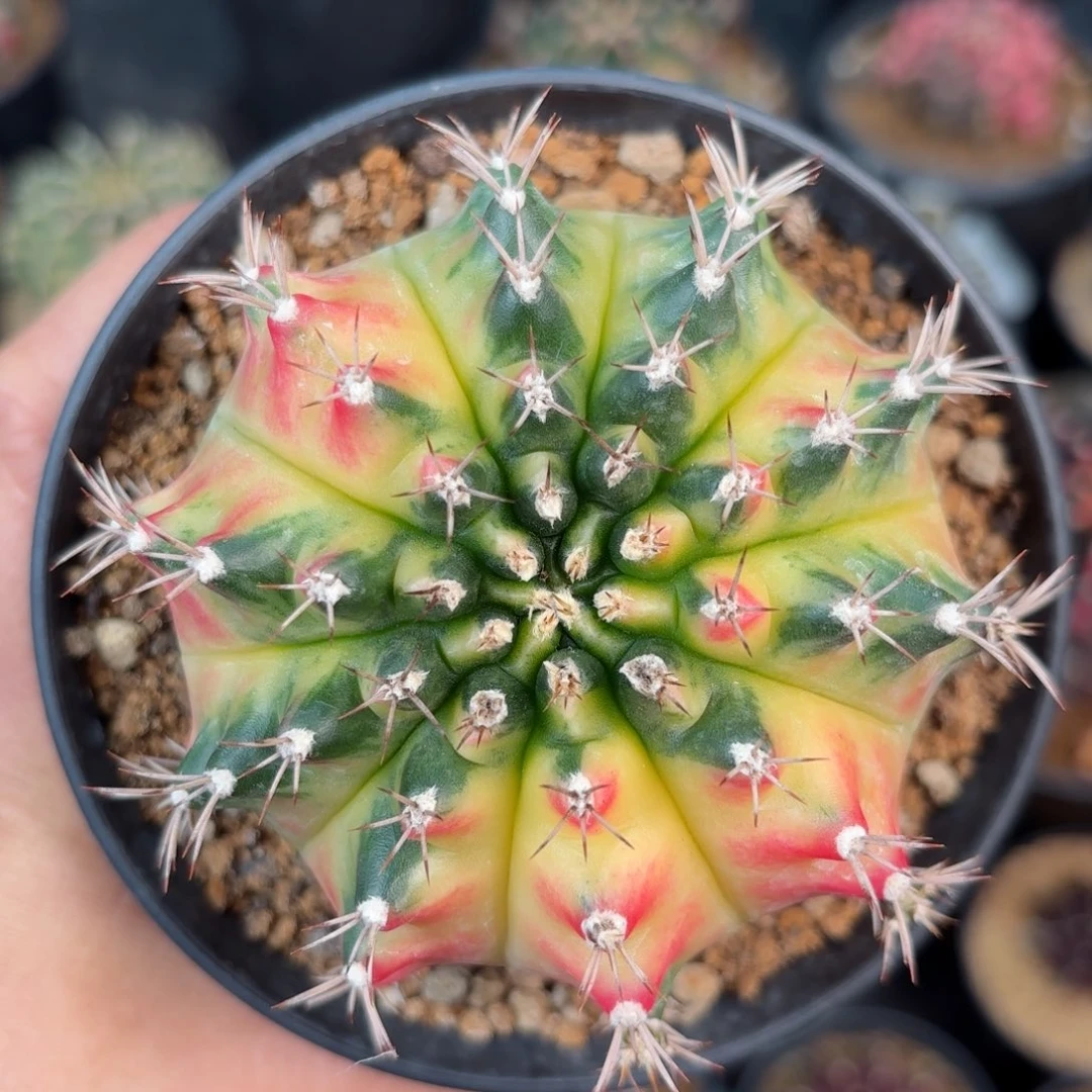 泰系米哈仙人球母本9