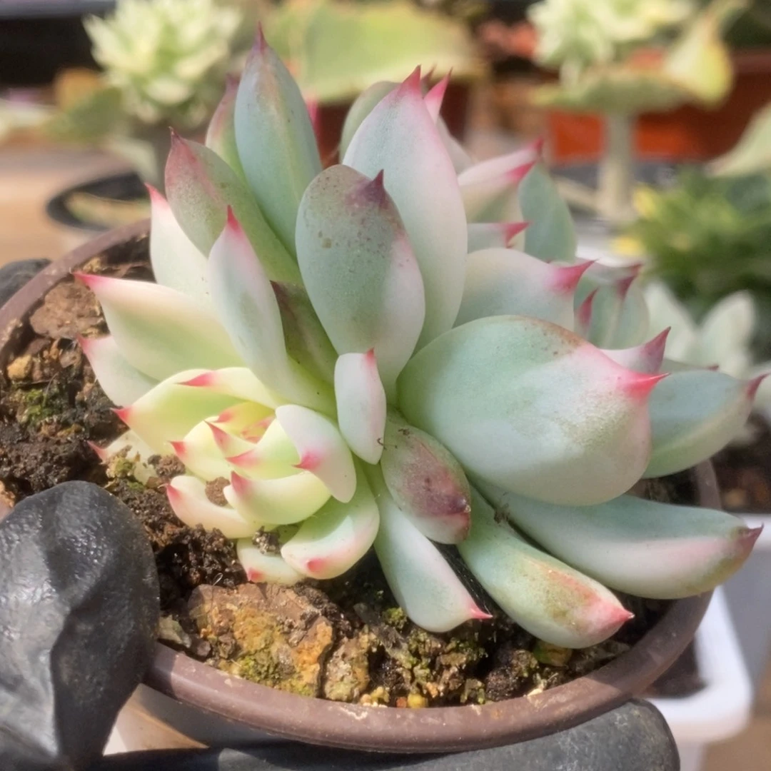 425锦锦锦锦锦锦锦锦