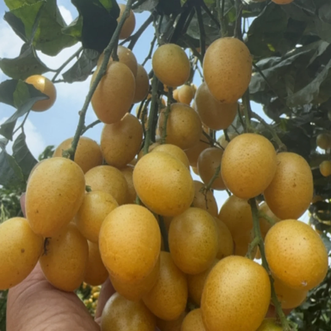 广西冰糖黄皮果白沙黄皮果纯甜无酸吃2斤4斤装当天采摘当天发货
