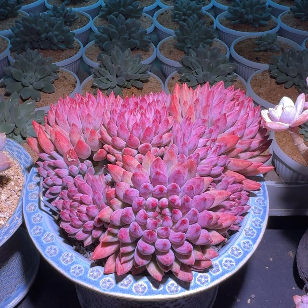 流沙体 虞美人 一物一拍