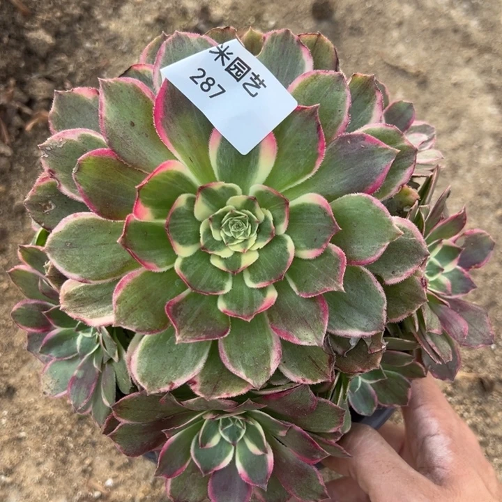 玉芙蓉手捧多肉植物287