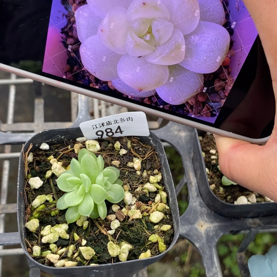 标984白小七一个多肉